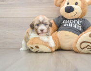 5 week old Havanese Puppy For Sale - Windy City Pups