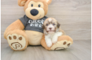 Havanese Puppy for Adoption