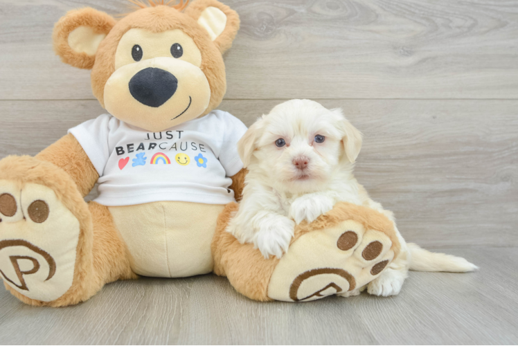 Best Havanese Baby