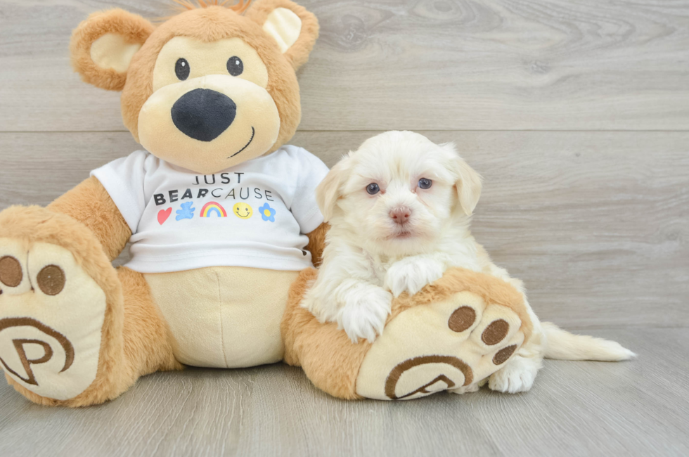6 week old Havanese Puppy For Sale - Windy City Pups