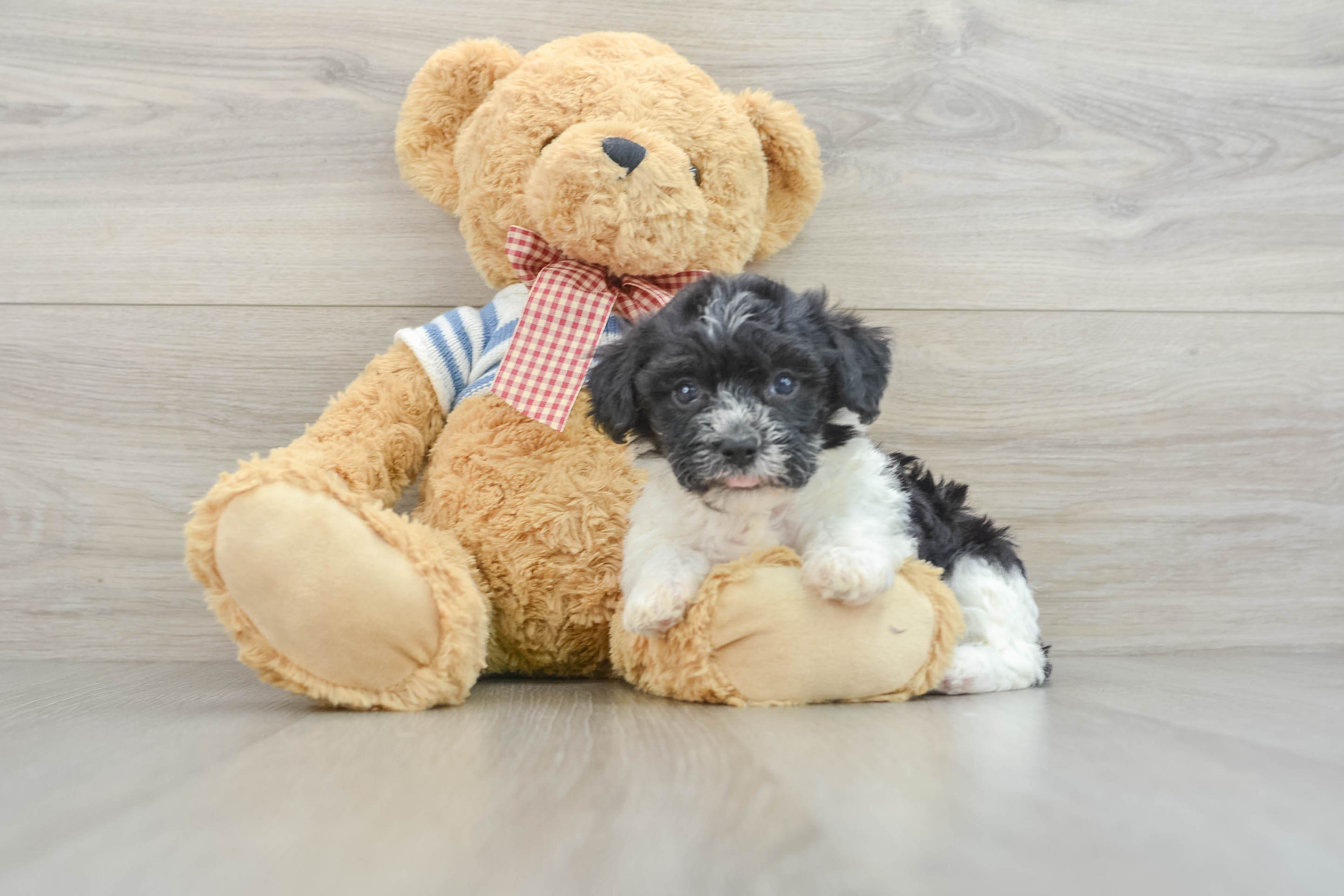 Havanese Puppy for Adoption