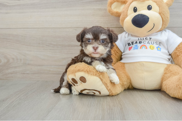 Popular Havanese Purebred Pup