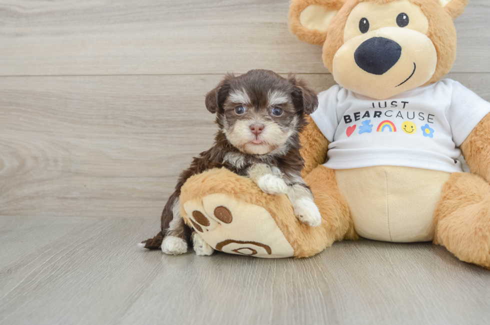 6 week old Havanese Puppy For Sale - Windy City Pups