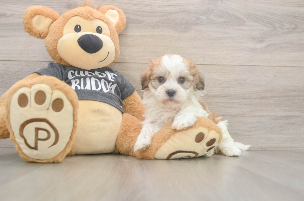 5 week old Havanese Puppy For Sale - Windy City Pups