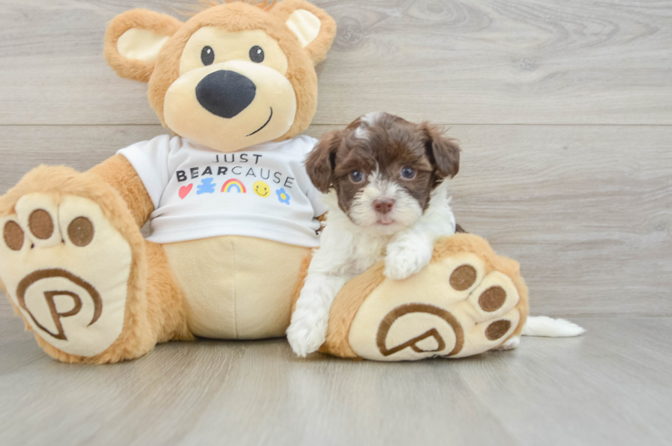9 week old Havanese Puppy For Sale - Windy City Pups