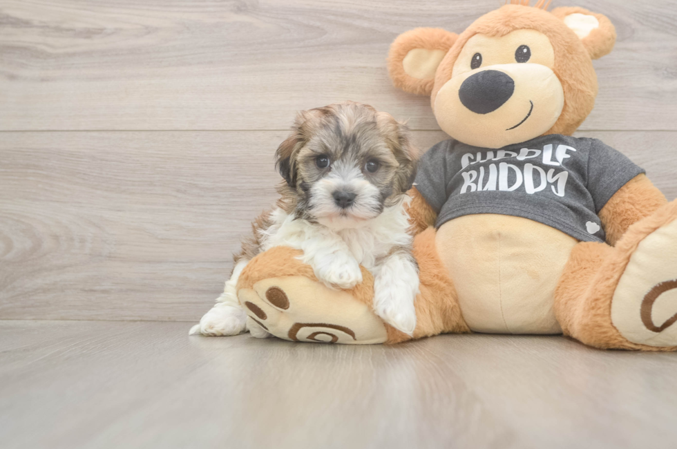 5 week old Havanese Puppy For Sale - Windy City Pups