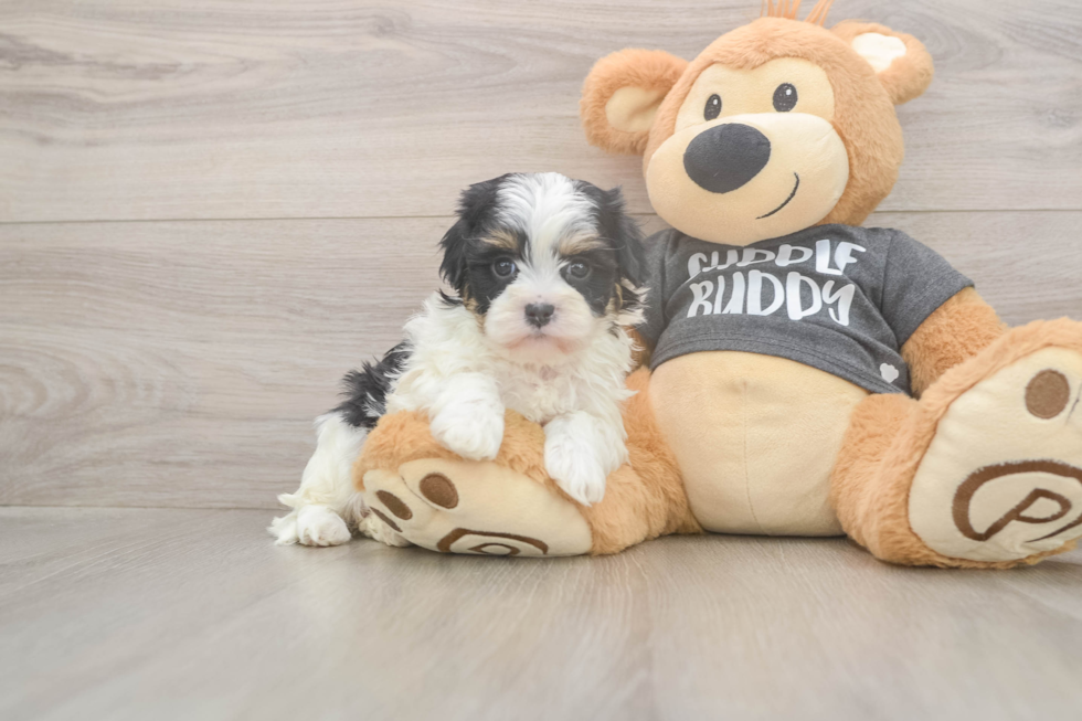 Havanese Pup Being Cute