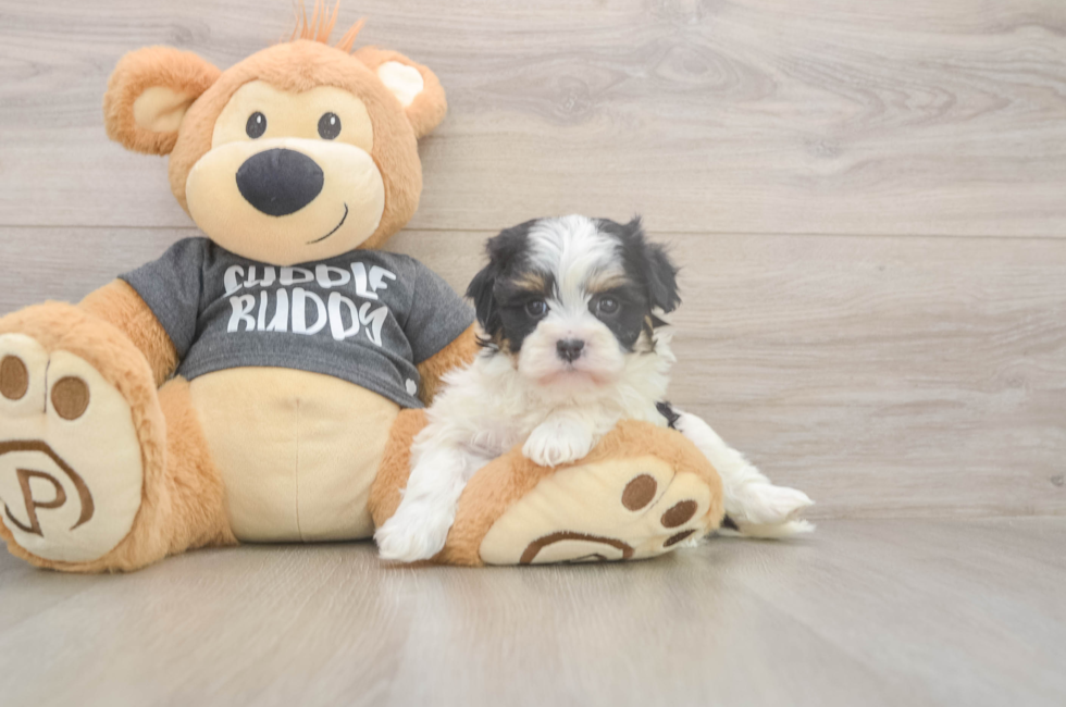 5 week old Havanese Puppy For Sale - Windy City Pups