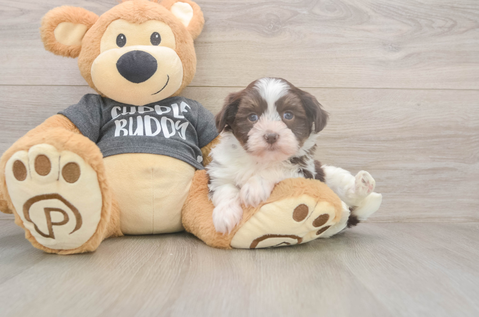 5 week old Havanese Puppy For Sale - Windy City Pups