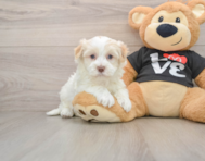 5 week old Havanese Puppy For Sale - Windy City Pups