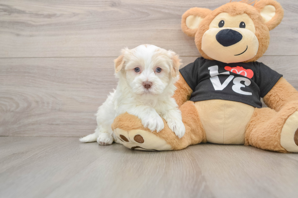 Havanese Pup Being Cute