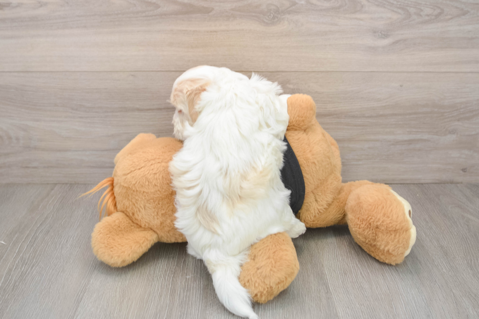 Havanese Puppy for Adoption