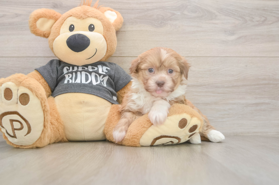 5 week old Havanese Puppy For Sale - Windy City Pups