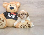 5 week old Havanese Puppy For Sale - Windy City Pups