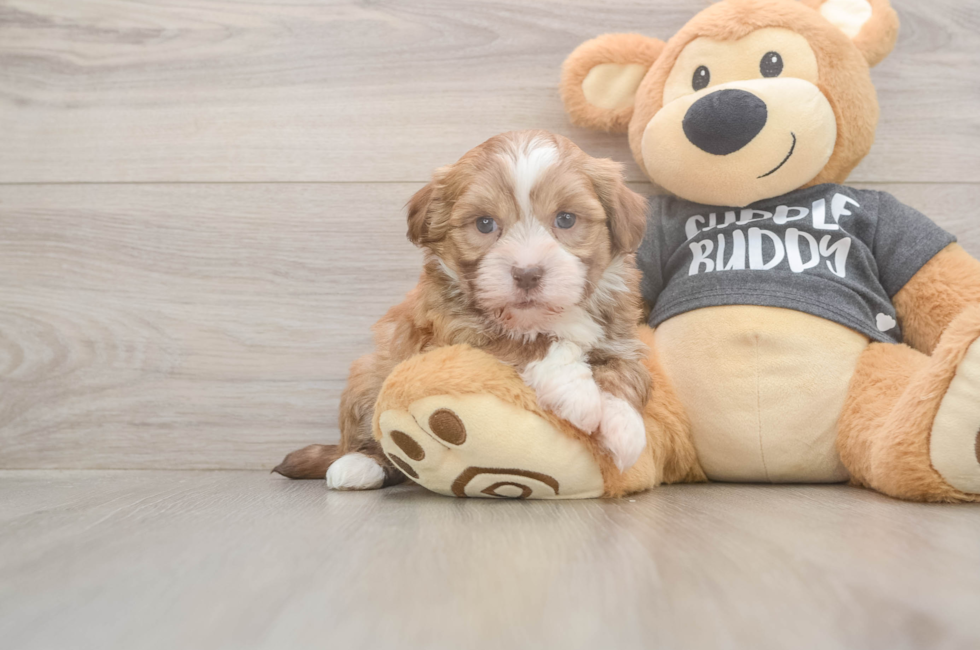 5 week old Havanese Puppy For Sale - Windy City Pups