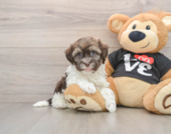 5 week old Havanese Puppy For Sale - Windy City Pups