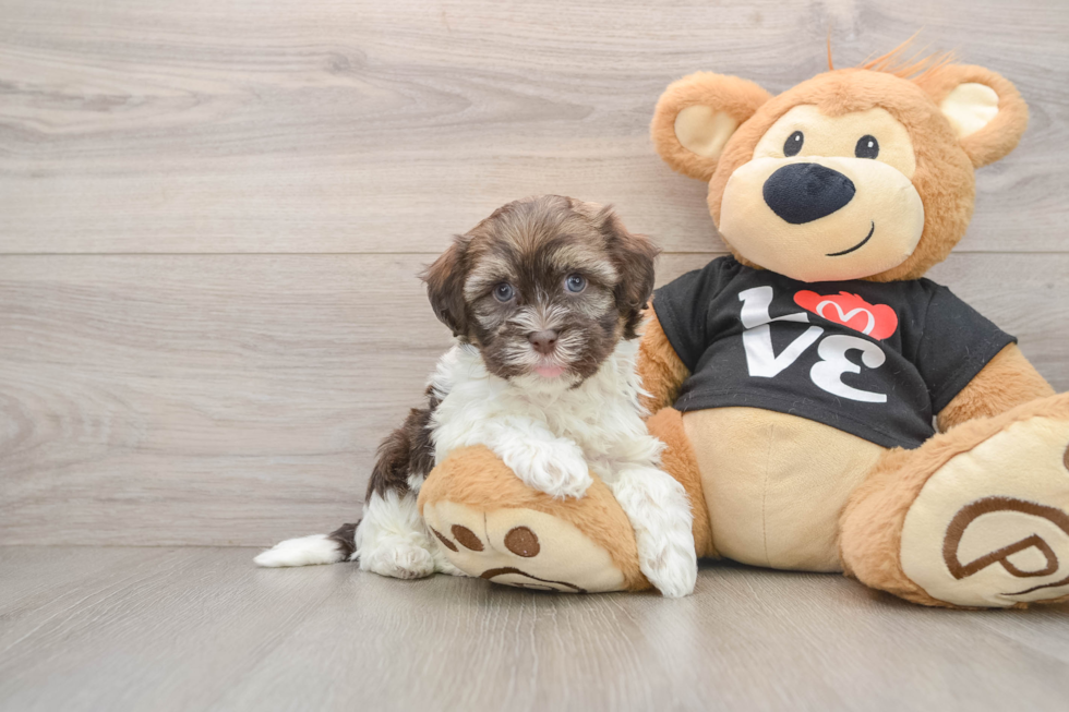 Best Havanese Baby