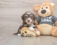10 week old Havanese Puppy For Sale - Windy City Pups