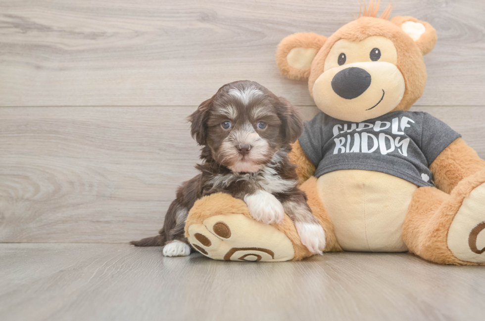 5 week old Havanese Puppy For Sale - Windy City Pups