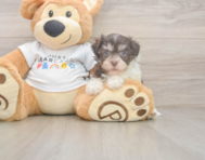 7 week old Havanese Puppy For Sale - Windy City Pups