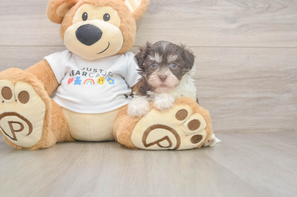 7 week old Havanese Puppy For Sale - Windy City Pups