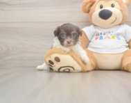 7 week old Havanese Puppy For Sale - Windy City Pups