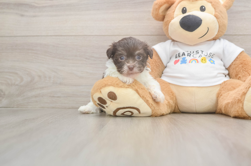 7 week old Havanese Puppy For Sale - Windy City Pups