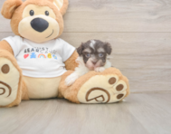 9 week old Havanese Puppy For Sale - Windy City Pups