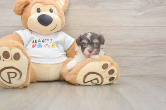 9 week old Havanese Puppy For Sale - Windy City Pups Akc Registered Havanese Baby