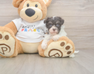 8 week old Havanese Puppy For Sale - Windy City Pups