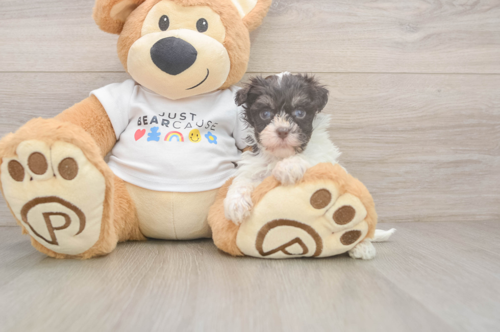7 week old Havanese Puppy For Sale - Windy City Pups