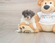 8 week old Havanese Puppy For Sale - Windy City Pups