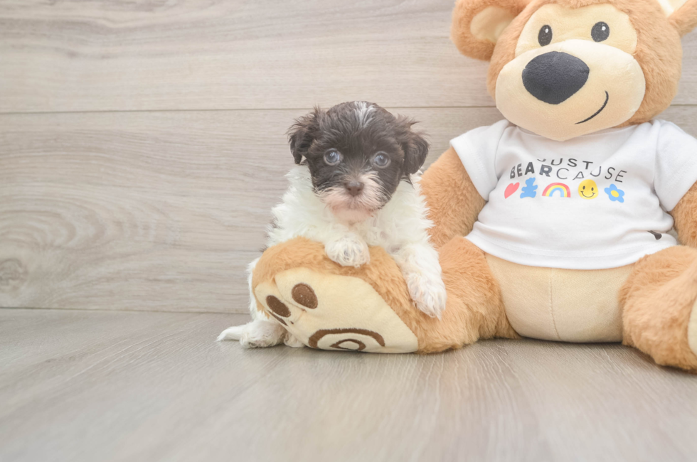 7 week old Havanese Puppy For Sale - Windy City Pups