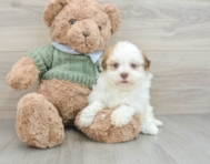 8 week old Havanese Puppy For Sale - Windy City Pups