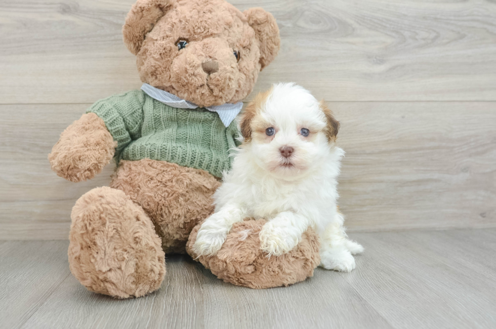 8 week old Havanese Puppy For Sale - Windy City Pups