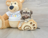 5 week old Havanese Puppy For Sale - Windy City Pups