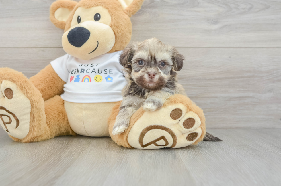 5 week old Havanese Puppy For Sale - Windy City Pups