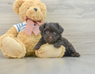 5 week old Havanese Puppy For Sale - Windy City Pups