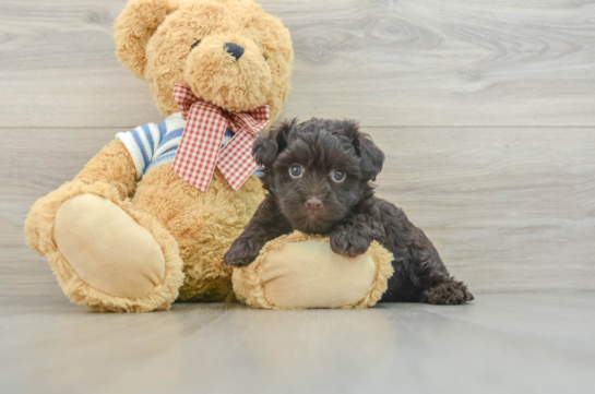 Havanese Pup Being Cute