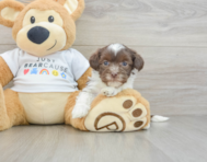 6 week old Havanese Puppy For Sale - Windy City Pups