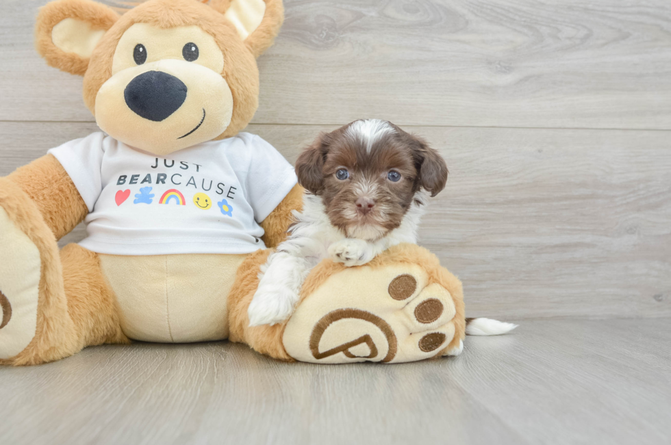 5 week old Havanese Puppy For Sale - Windy City Pups