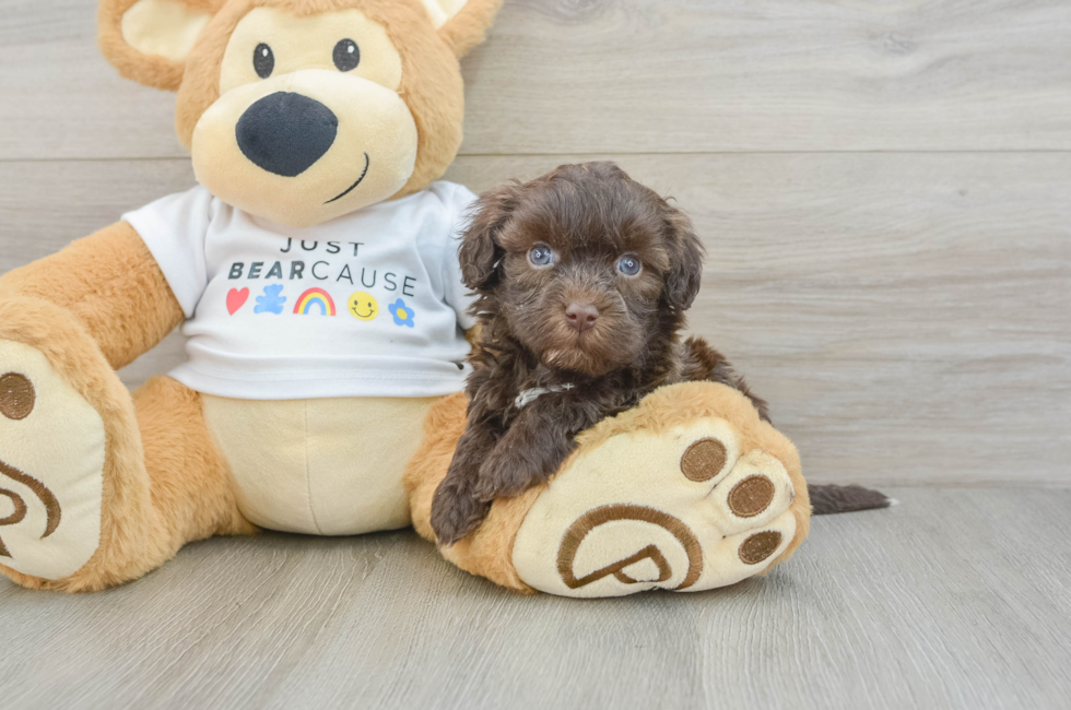 5 week old Havanese Puppy For Sale - Windy City Pups