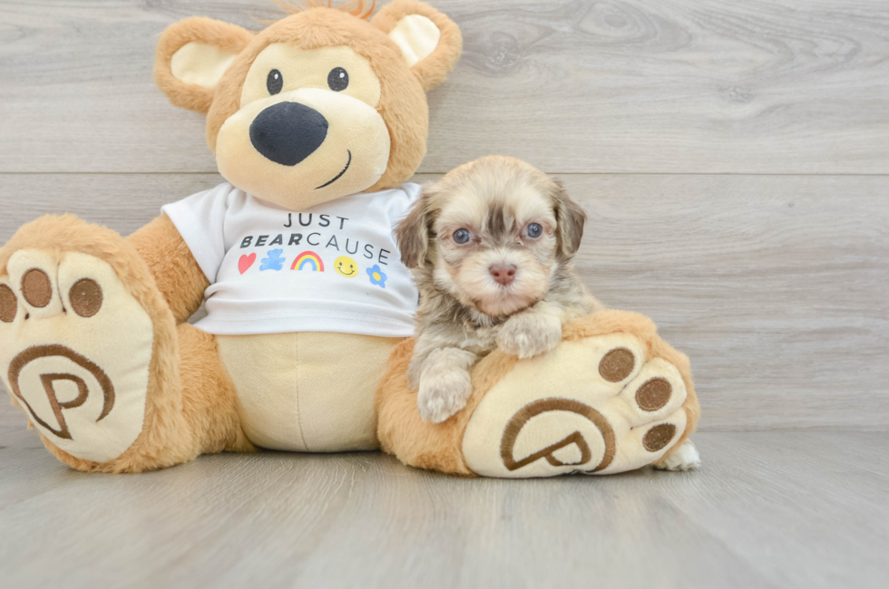 5 week old Havanese Puppy For Sale - Windy City Pups