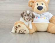 6 week old Havanese Puppy For Sale - Windy City Pups