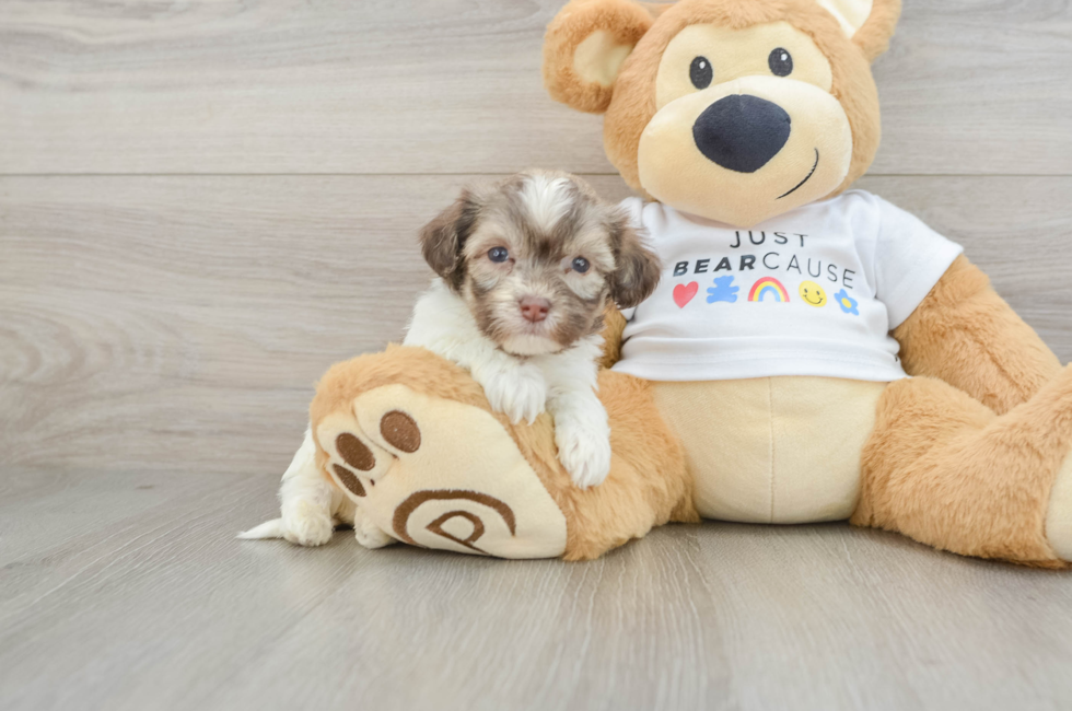 5 week old Havanese Puppy For Sale - Windy City Pups