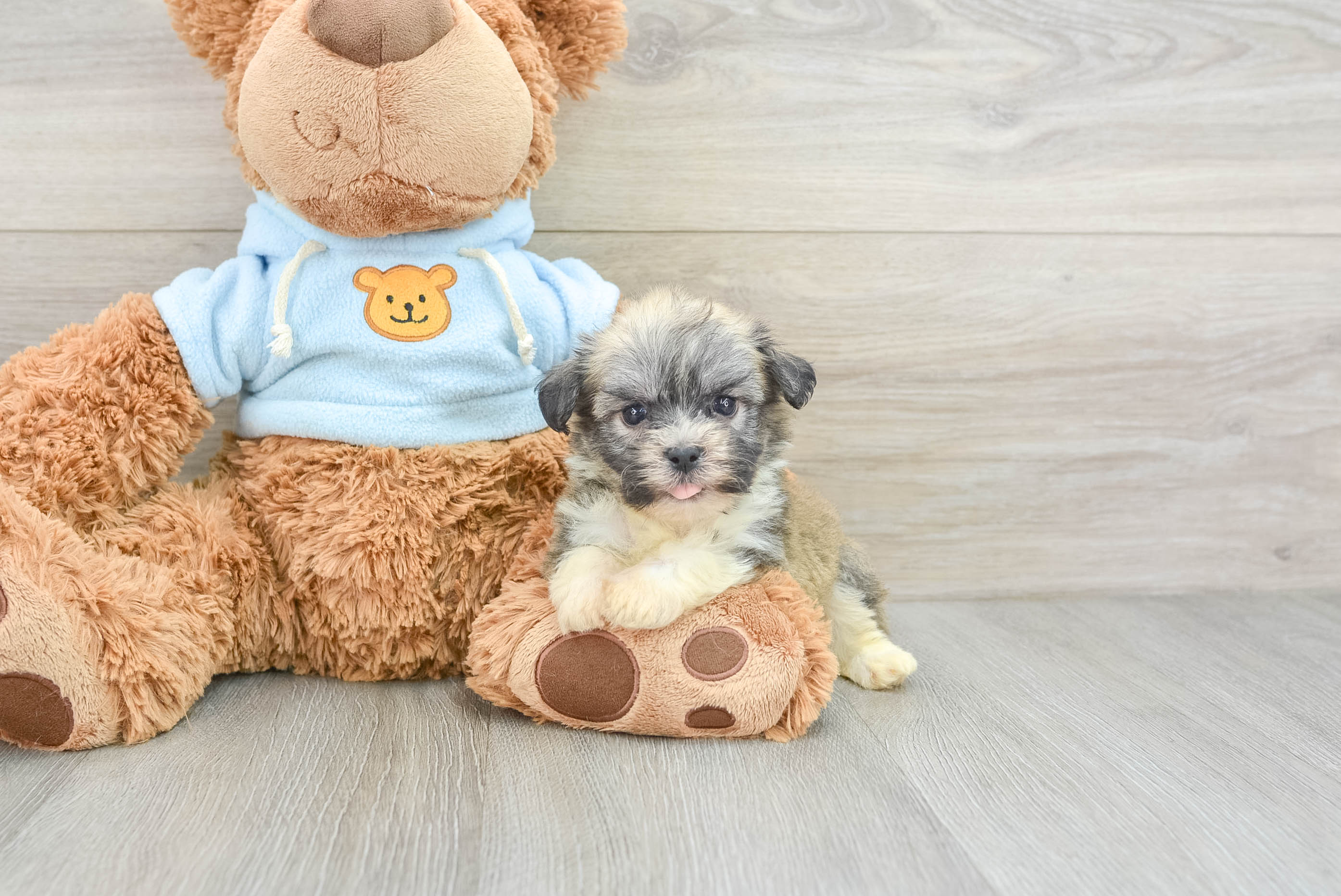 Adorable Havanese Cuban Bichon Purebred Puppy