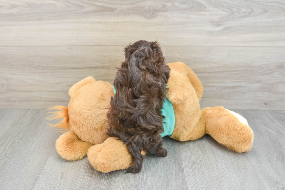 Playful Havanese Purebred Pup