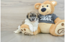Havanese Puppy for Adoption