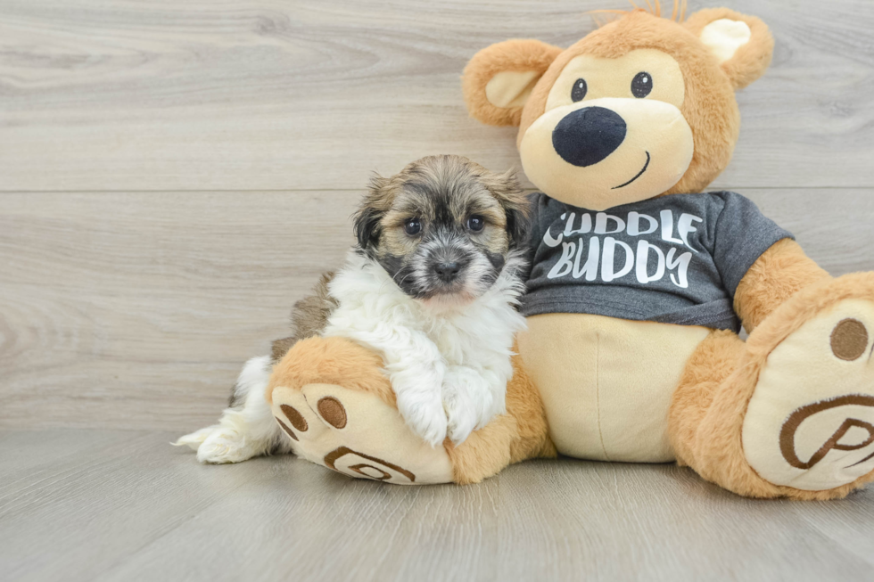 Havanese Puppy for Adoption