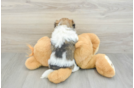 Best Havanese Baby